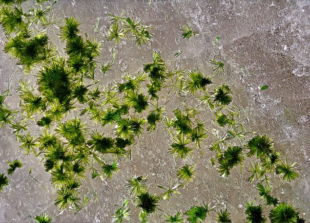 Agardit xx Grube Clara bei Oberwolfach