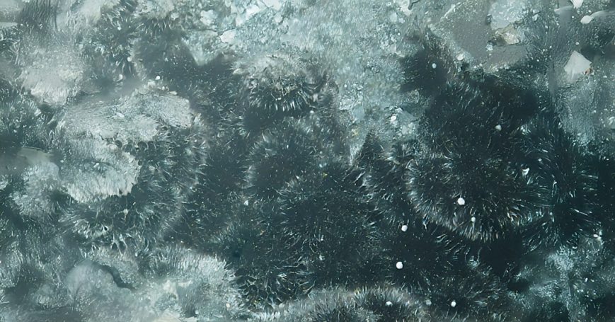 Pyrolusit xx Grube Schöne Aussicht bei Dernbach Pyrolusit xx Grube Schöne Aussicht bei Dernbach